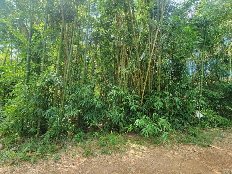Vive Utila - Bed & Breakfast エクステリア 写真